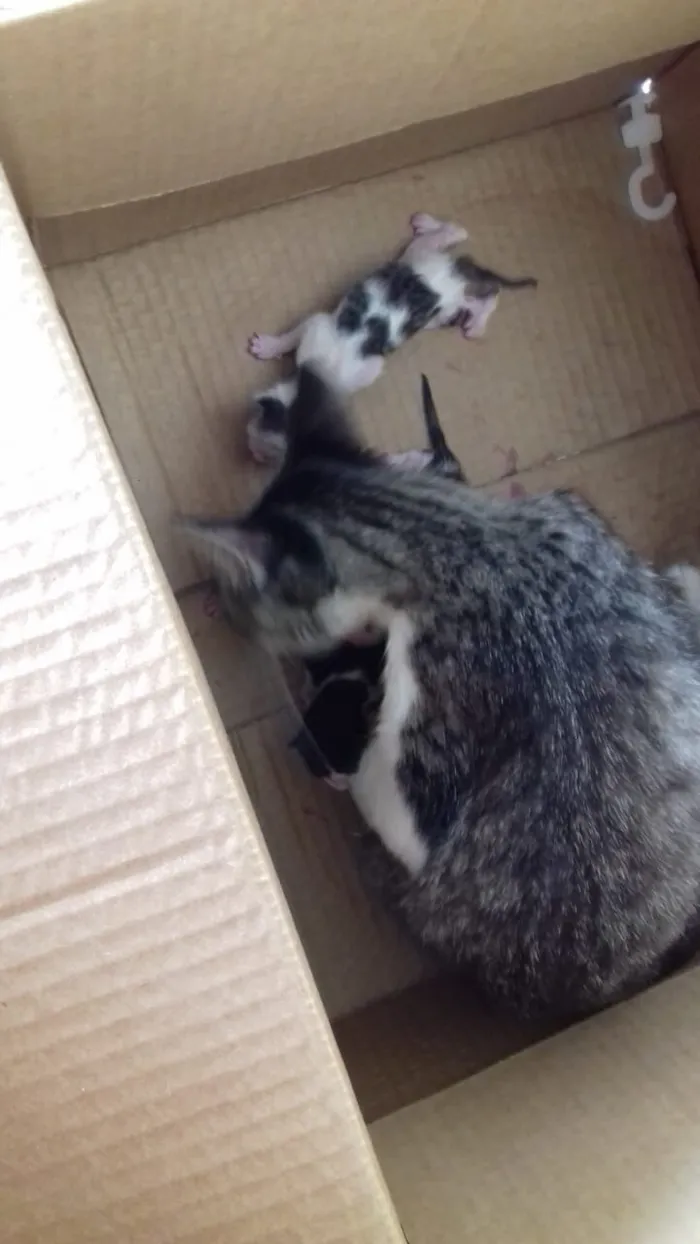 Gato raça SRD-ViraLata idade 2 anos nome Sem nome