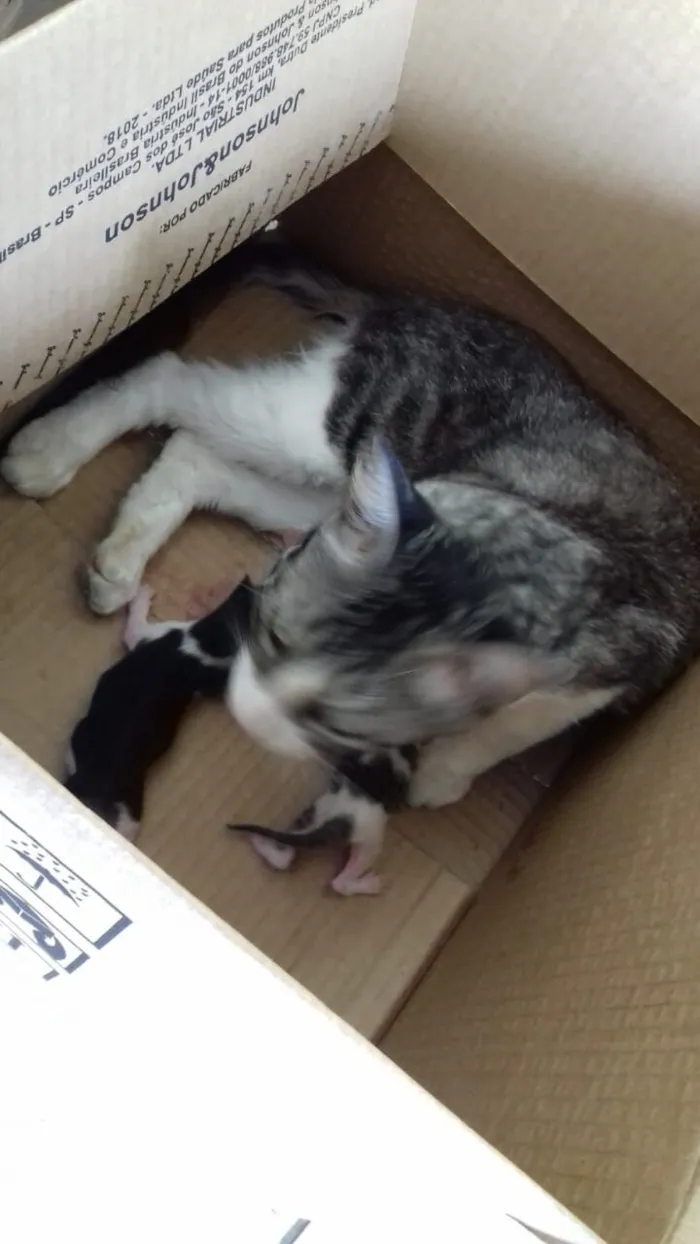 Gato raça SRD-ViraLata idade 2 anos nome Sem nome