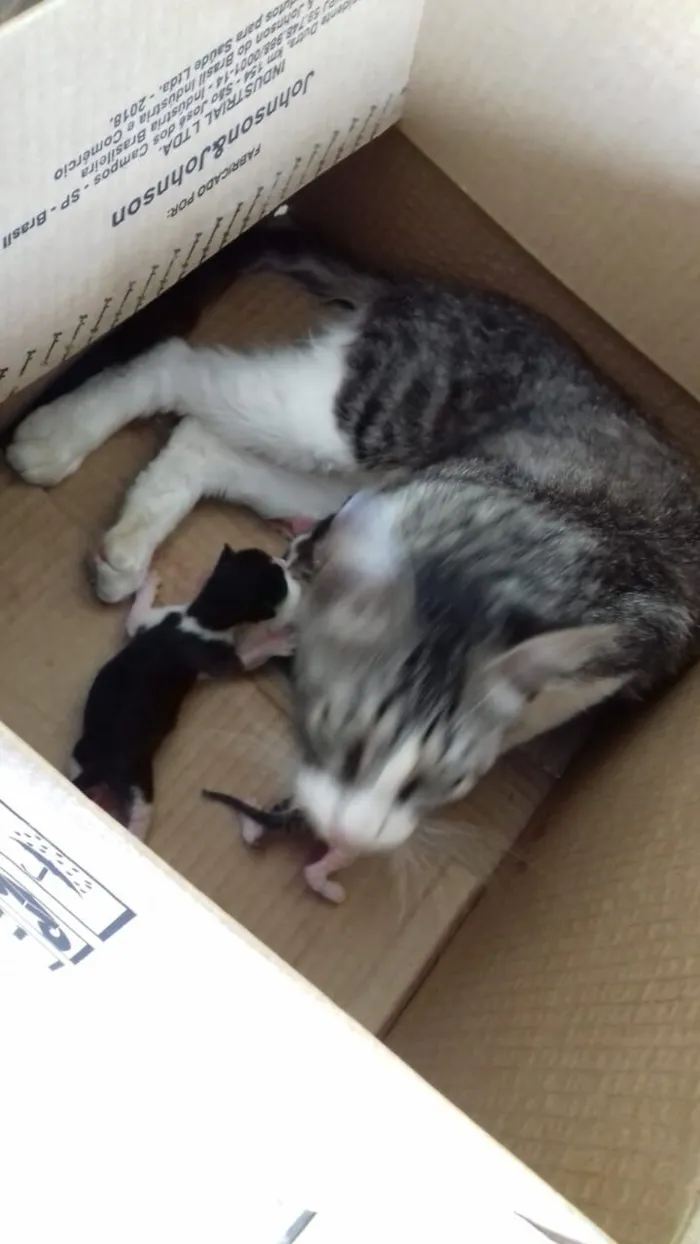 Gato raça SRD-ViraLata idade 2 anos nome Sem nome