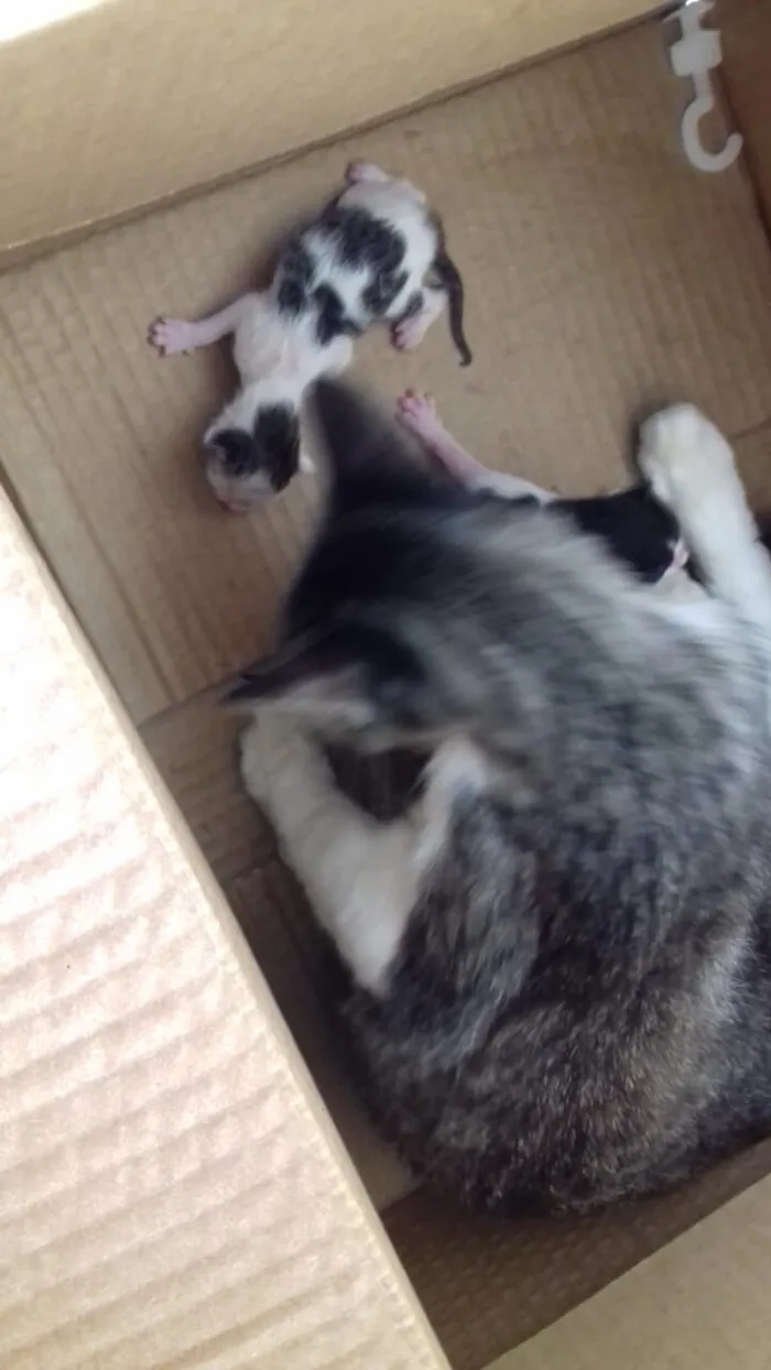 Gato raça SRD-ViraLata idade 2 anos nome Sem nome