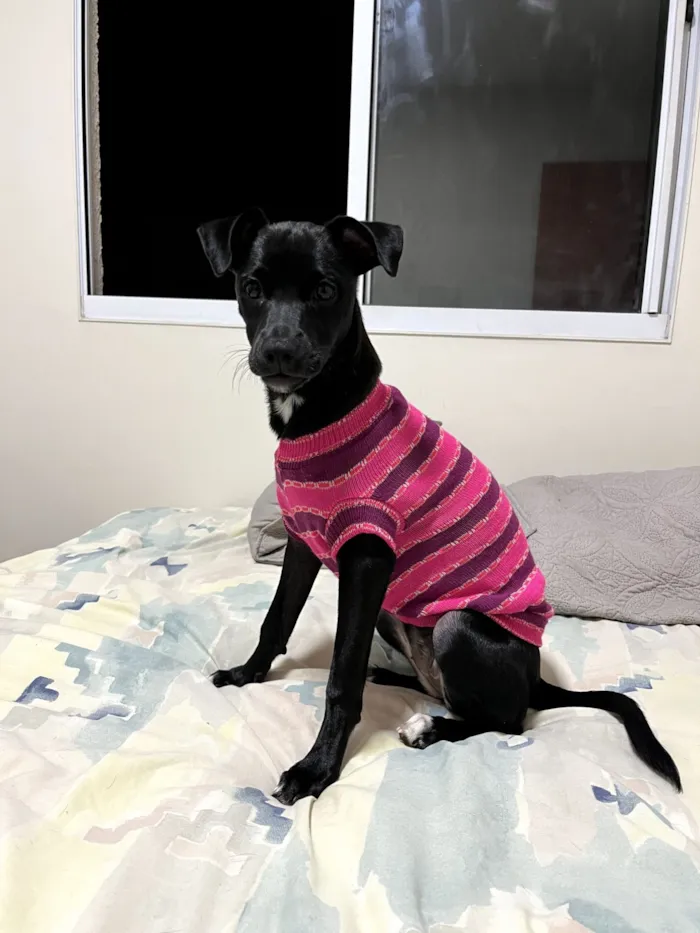 Cachorro raça SRD-ViraLata idade 1 ano nome Nina