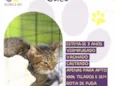 Gato raça SRD-ViraLata idade 3 anos nome Caco 