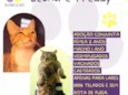 Gato raça SRD-ViraLata idade 2 anos nome Leona e Freddy