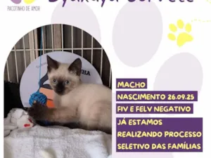 Cachorro raça SRD-ViraLata idade 2 a 6 meses nome Byakuya Sorvete 