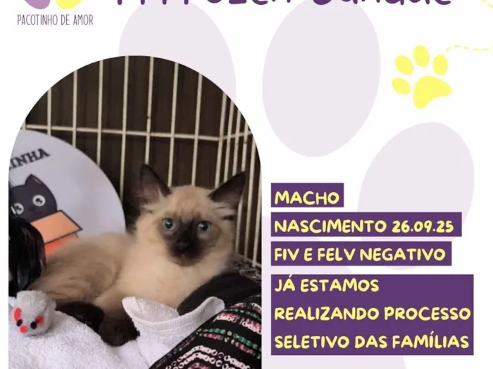 Gato raça SRD-ViraLata idade 2 a 6 meses nome Frozen Sundae 