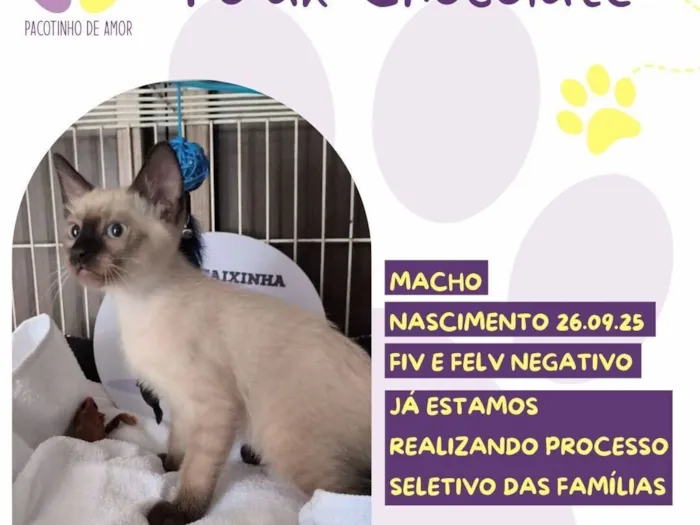 Gato raça SRD-ViraLata idade 2 a 6 meses nome To’ak Chocolate 
