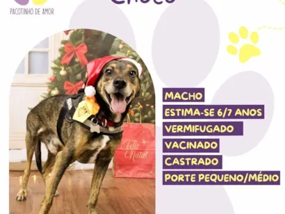 Cachorro raça SRD-ViraLata idade 6 ou mais anos nome Choco