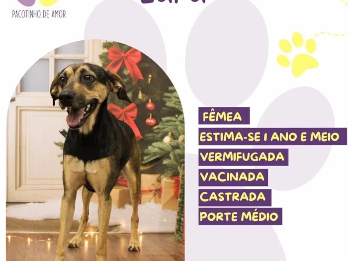 Cachorro raça SRD-ViraLata idade 1 ano nome Lara