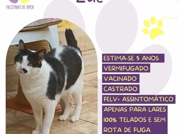 Gato raça SRD-ViraLata idade 5 anos nome Zac 