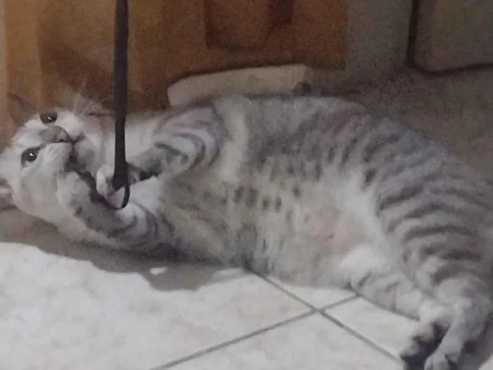 Gato raça SRD-ViraLata idade 6 ou mais anos nome Afrodite 