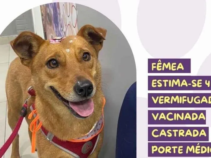 Cachorro raça SRD-ViraLata idade 4 anos nome Caramela 