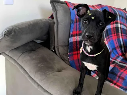 Cachorro raça SRD-ViraLata idade 1 ano nome Nina