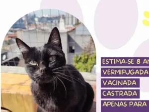 Cachorro raça SRD-ViraLata idade 6 ou mais anos nome Boo 