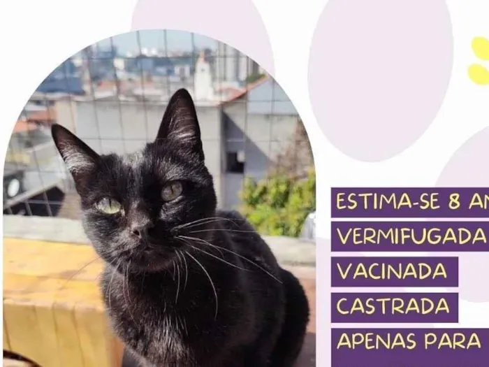 Cachorro raça SRD-ViraLata idade 6 ou mais anos nome Boo 