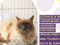 Cachorro raça SRD-ViraLata idade 6 ou mais anos nome Mano 