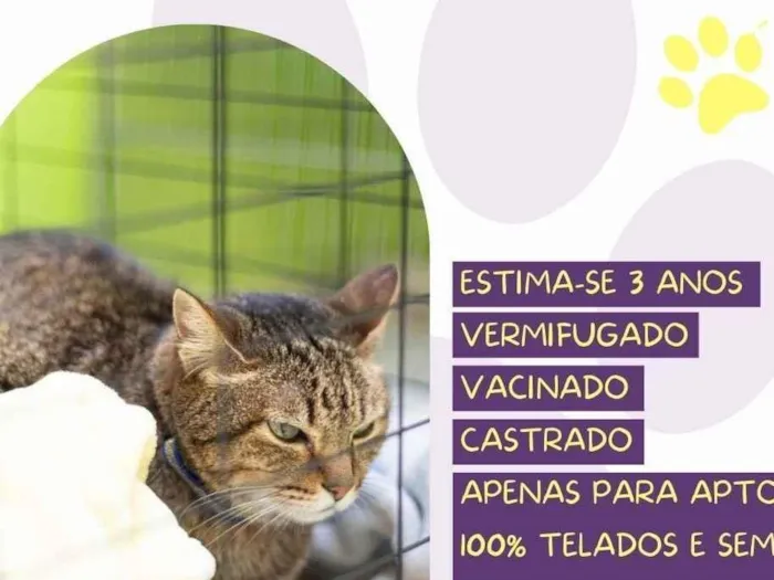 Gato raça SRD-ViraLata idade 3 anos nome Caco 