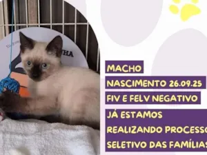 Cachorro raça SRD-ViraLata idade 2 a 6 meses nome Byakuya Sorvete 