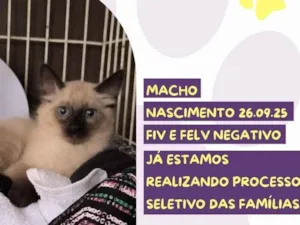 Gato raça SRD-ViraLata idade 2 a 6 meses nome Frozen Sundae 
