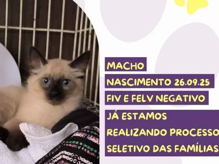 Gato raça SRD-ViraLata idade 2 a 6 meses nome Frozen Sundae 