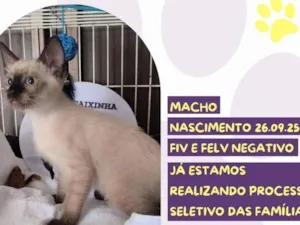 Gato raça SRD-ViraLata idade 2 a 6 meses nome To’ak Chocolate 
