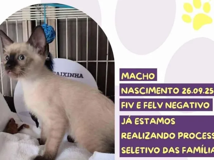 Gato raça SRD-ViraLata idade 2 a 6 meses nome To’ak Chocolate 