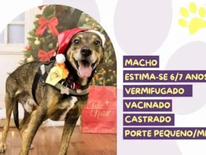 Cachorro raça SRD-ViraLata idade 6 ou mais anos nome Choco