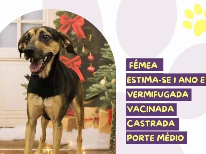 Cachorro raça SRD-ViraLata idade 1 ano nome Lara