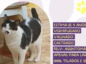 Gato raça SRD-ViraLata idade 5 anos nome Zac 
