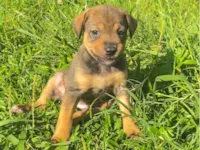Cachorro raça SRD-ViraLata idade 2 a 6 meses nome Sem nome