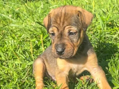 Cachorro raça SRD-ViraLata idade 2 a 6 meses nome Sem nome