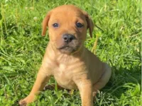 Cachorro raça SRD-ViraLata idade 2 a 6 meses nome Sem nome