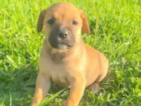 Cachorro raça SRD-ViraLata idade 2 a 6 meses nome Sem nome