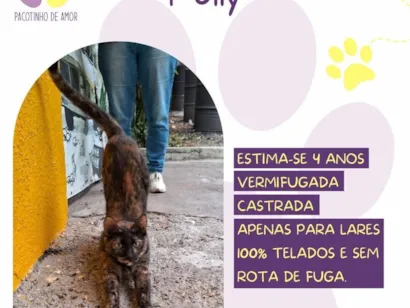 Gato raça SRD-ViraLata idade 4 anos nome Polly