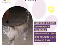 Gato raça SRD-ViraLata idade 6 ou mais anos nome Vicky