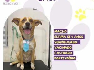 Cachorro raça SRD-ViraLata idade 4 anos nome Chico 