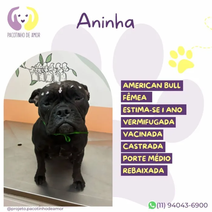 Cachorro raça SRD-ViraLata idade 1 ano nome Aninha 