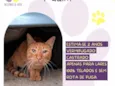 Gato raça SRD-ViraLata idade 2 anos nome Pudim