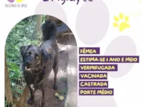 Cachorro raça SRD-ViraLata idade 1 ano nome Brigidyte