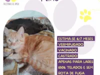 Gato raça SRD-ViraLata idade 7 a 11 meses nome Nino