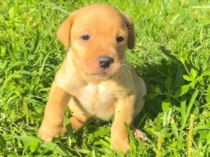 Cachorro raça SRD-ViraLata idade 2 a 6 meses nome Sem nome