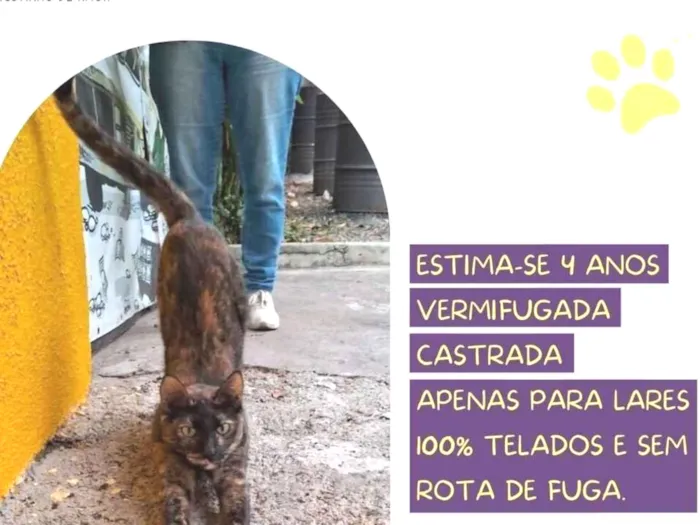 Gato raça SRD-ViraLata idade 4 anos nome Polly