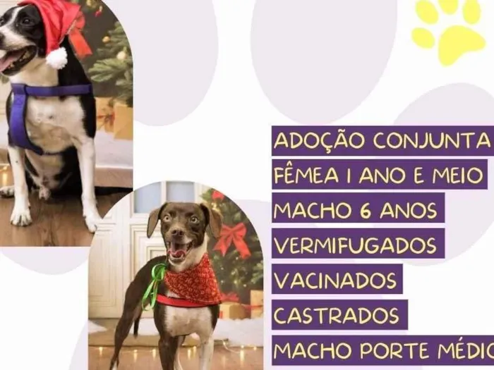Cachorro raça SRD-ViraLata idade 1 ano nome Fred e Mel