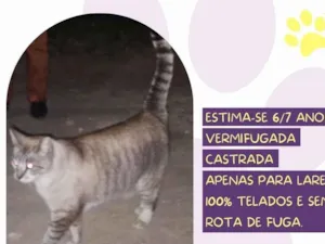 Gato raça SRD-ViraLata idade 6 ou mais anos nome Vicky
