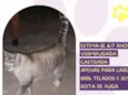 Gato raça SRD-ViraLata idade 6 ou mais anos nome Vicky