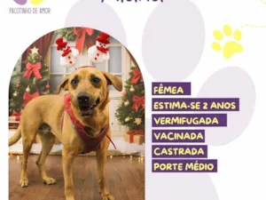Cachorro raça SRD-ViraLata idade 2 anos nome Alana 
