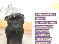 Cachorro raça SRD-ViraLata idade 1 ano nome Aninha 