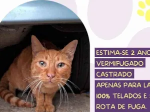 Gato raça SRD-ViraLata idade 2 anos nome Pudim