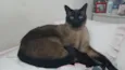 Gato raça Siamês idade 4 anos nome Olaf