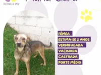 Cachorro raça SRD-ViraLata idade 2 anos nome Maria Clara