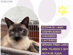 Gato raça SRD-ViraLata idade 1 ano nome Shiva 